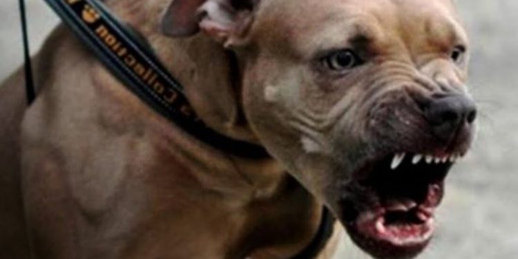 Ante ataques perros pitbull en RD llaman aprobar proyecto ley prohíbe su presencia