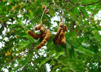 Preguntar A Un Profesional En Nutrición: ¿cómo Protege El Tamarindo Mi Hígado?