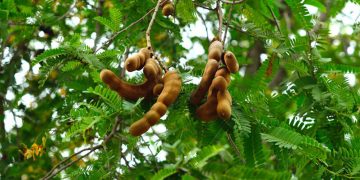 Preguntar A Un Profesional En Nutrición: ¿cómo Protege El Tamarindo Mi Hígado?