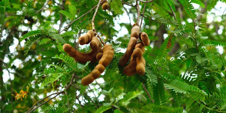 Preguntar A Un Profesional En Nutrición: ¿cómo Protege El Tamarindo Mi Hígado?