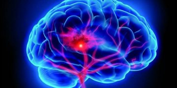 ¿Qué ocurre en el cerebro para que el estrés dé paso al miedo?