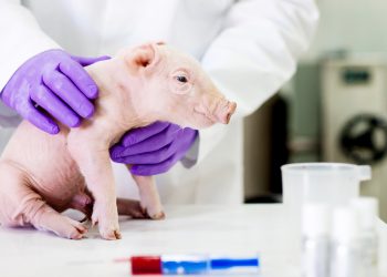 Japón logra criar cerdos modificados genéticamente con órganos aptos para trasplantes a humanos