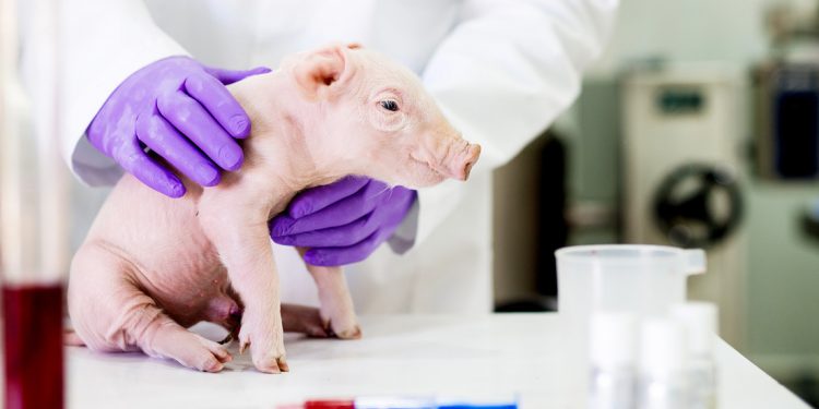 Japón logra criar cerdos modificados genéticamente con órganos aptos para trasplantes a humanos