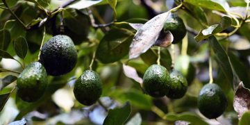 ¿Aguacates en peligro?: revelan la amenaza que se cierne sobre el ‘oro verde’