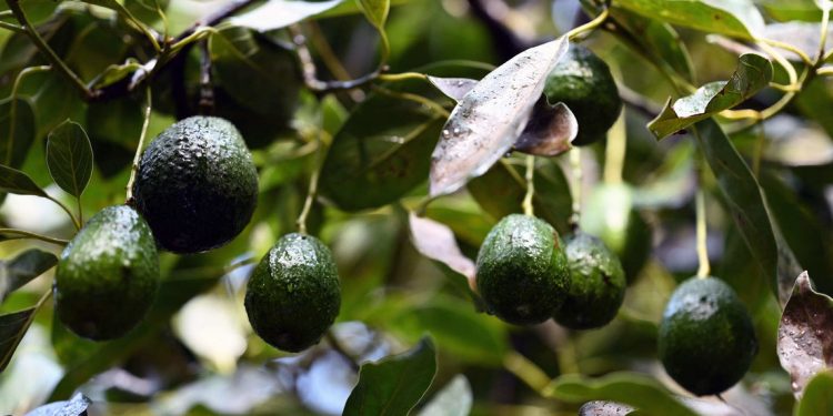 ¿Aguacates en peligro?: revelan la amenaza que se cierne sobre el ‘oro verde’