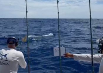 Arranca la Pesca al Marlin Blanco; equipo Plaza San Juan sale al frente
