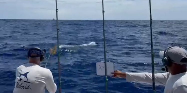 Arranca la Pesca al Marlin Blanco; equipo Plaza San Juan sale al frente