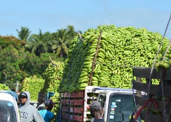 Gobierno compra más de 13 millones de guineos a Adobanano y los vende a peso a través del Inespre