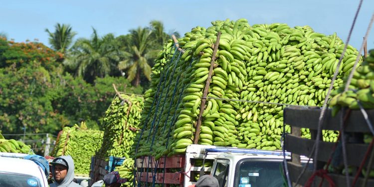 Gobierno compra más de 13 millones de guineos a Adobanano y los vende a peso a través del Inespre