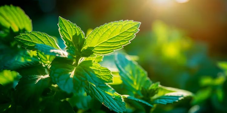Cuál es la planta medicinal que ayuda con los resfríos y alivia la indigestión