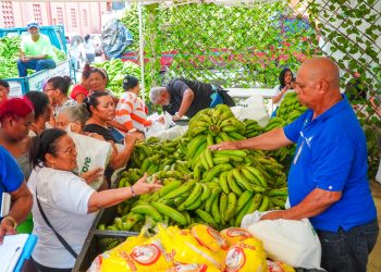 Inespre inicia compra 14 millones de plátanos a productores afectados por ventarrón en Salcedo, Villa Tapia, Moca y La Vega