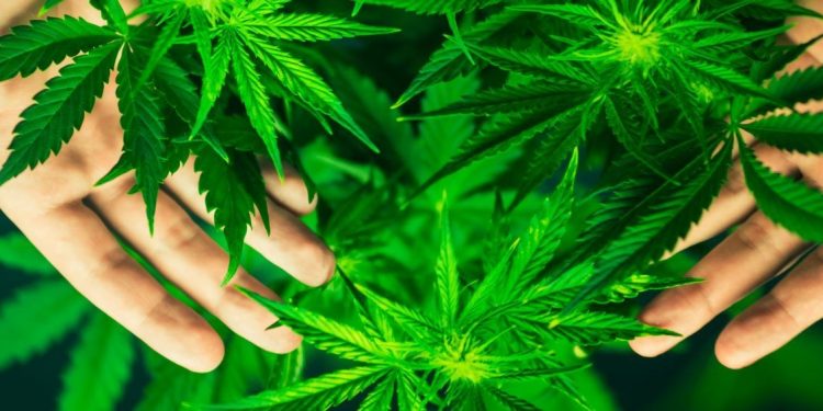 Neoyorkinos ya pueden cultivar marihuana en sus casas