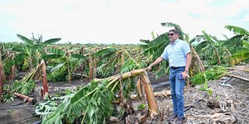 Agricultura auxilia productores de plátanos afectados por los fenómenos atmosféricos de los últimos días