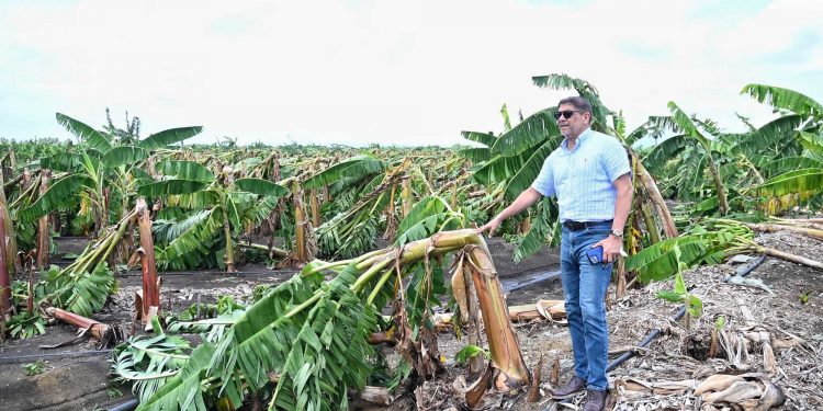 Agricultura auxilia productores de plátanos afectados por los fenómenos atmosféricos de los últimos días