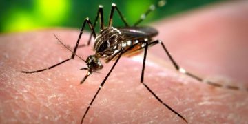 El dengue, la enfermedad que sigue en aumento; su repunte causa alarma