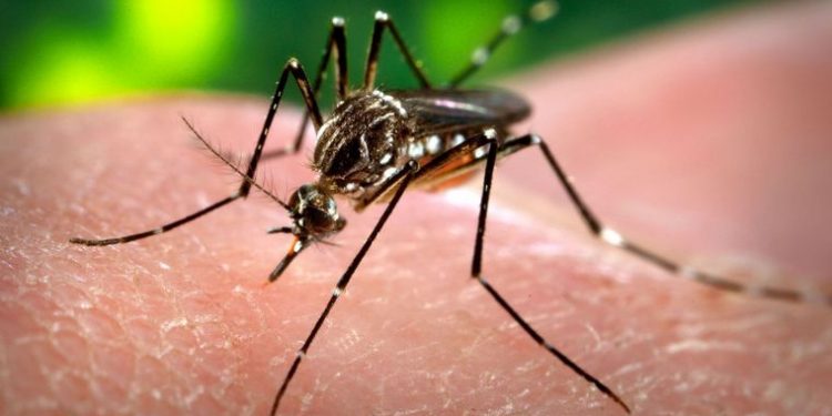 El dengue, la enfermedad que sigue en aumento; su repunte causa alarma