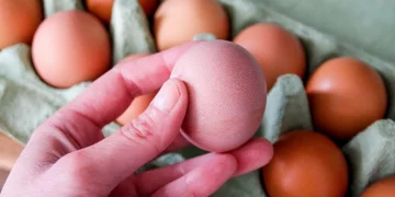 Los 5 alimentos más comunes que pueden transmitir la salmonela y por qué en verano hay más brotes