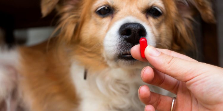 Píldora experimental muestra resultados prometedores en la lucha contra el envejecimiento en perros