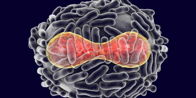 Así se transmite el virus mpox (anteriormente conocido como viruela del mono)