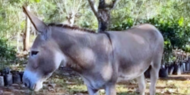 Rubby Pérez denuncia la desaparición de su burro Ignacio; teme haya sido víctima de una banda delictiva