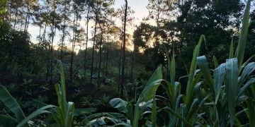 Solidaridad con desalojados: Red Socioambiental exige acción urgente