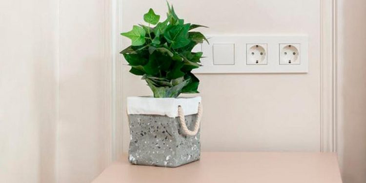 Las plantas que deberías poner cerca de la ducha para evitar la humedad
