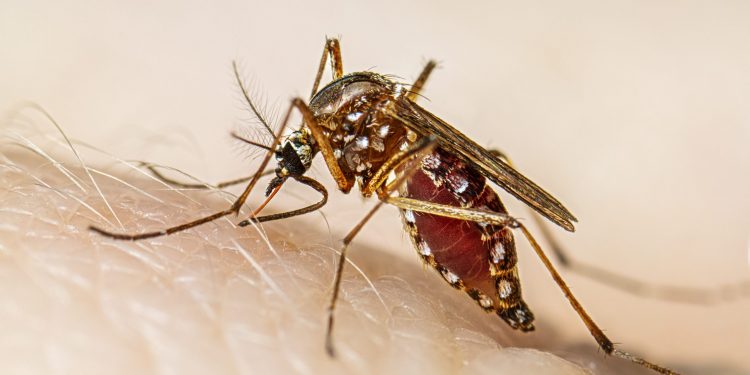 «Dieta para el dengue»: alimentos recomendados y los que debes evitar para una mejor recuperación