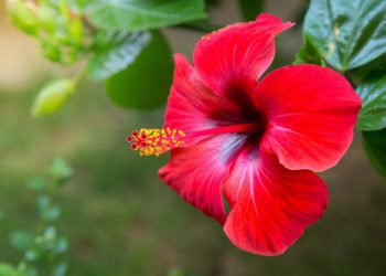 La flor de Jamaica está de moda