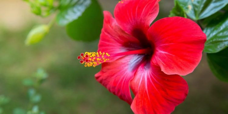 La flor de Jamaica está de moda
