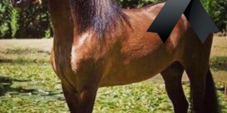 Luto en el mundo ecuestre: Fallece Poderoso, el renombrado caballo de paso fino de Arnulfo Gutiérrez