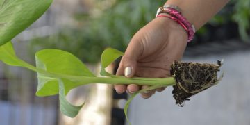 Agricultura sorprende con muestras de innovación tecnológica aplicada al campo dominicano