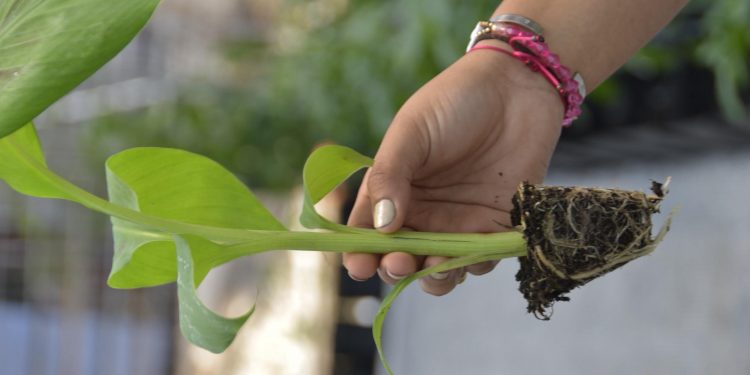 Agricultura sorprende con muestras de innovación tecnológica aplicada al campo dominicano