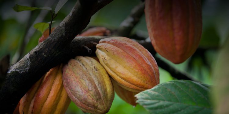 El cacao: historia, propiedades y mitos de un alimento milenario
