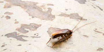 Alertan sobre las enfermedades que transmiten las cucarachas y la necesidad de reforzar su control
