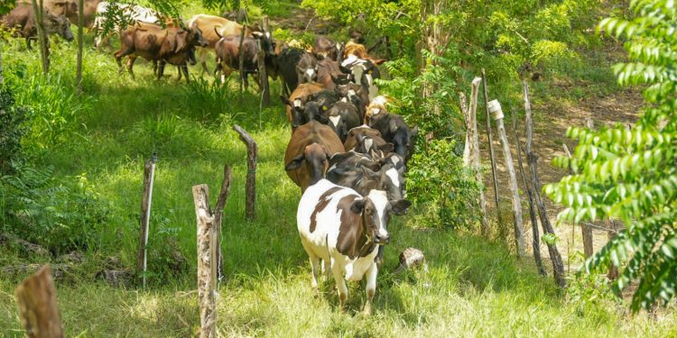 En el Día de la Tierra, Dos Pinos reafirma su compromiso con la sostenibilidad
