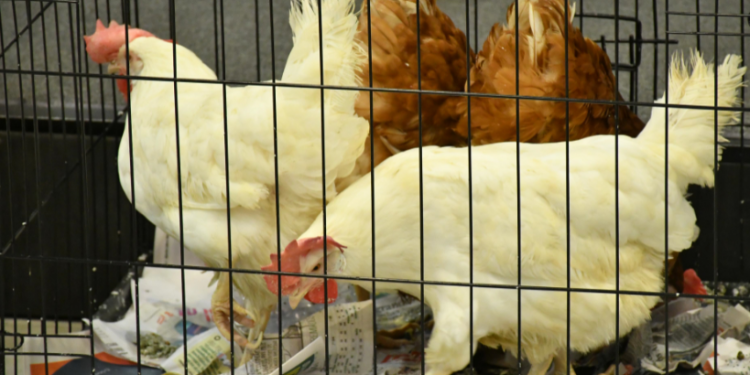 Producción avícola dominicana alcanza récord histórico de pollos y huevos