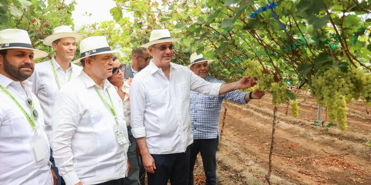 RD hace historia con el primer despacho de uvas de mesa hacia EE.UU. durante gestión de Abinader