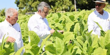 Tabaco dominicano conquista 148 países con exportaciones millonarias