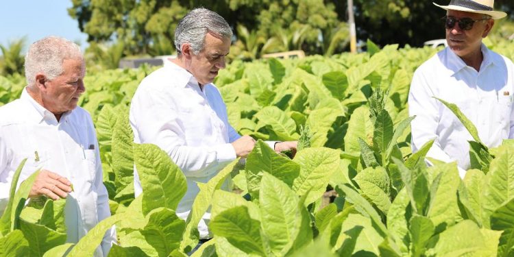 Tabaco dominicano conquista 148 países con exportaciones millonarias