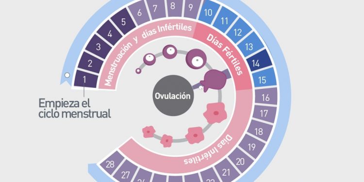 El ciclo menstrual: mucho más que la regla, una guía para entender cuerpo, emociones y sexualidad
