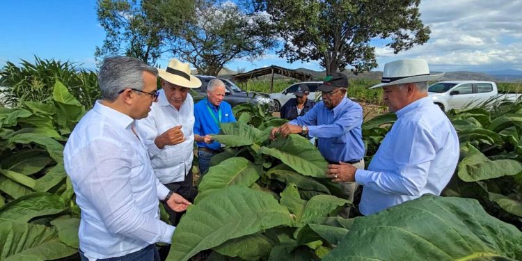 Tabaco crece con fuerza en RD: 29 zonas productoras generan más de 330 mil quintales