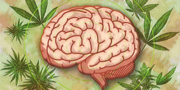 El consumo habitual de cannabis duplica el riesgo de muerte cardiovascular, según nuevas evidencias científicas