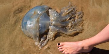¿Orinar sobre una picadura de medusa ayuda o empeora? La ciencia aclara el mito del verano