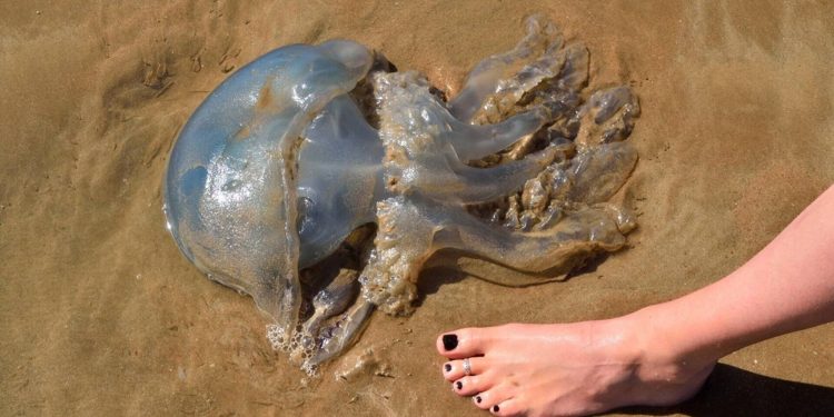 ¿Orinar sobre una picadura de medusa ayuda o empeora? La ciencia aclara el mito del verano