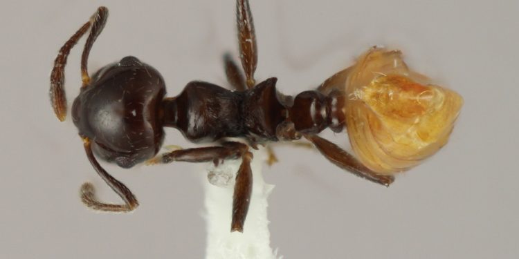 Científicos describen una nueva especie de hormiga única del Caribe: Crematogaster dorada