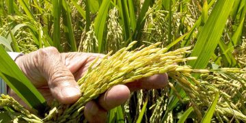ADOFA garantiza estabilidad en el mercado arrocero con producción récord nacional