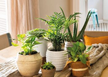 Jardines en casa: expertos recomiendan cuidados y plantas ideales para cada espacio