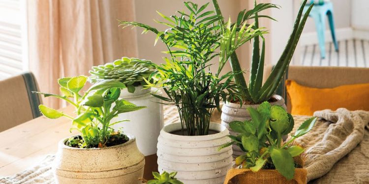 Jardines en casa: expertos recomiendan cuidados y plantas ideales para cada espacio