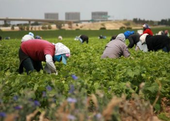 Según datos del Censo USA más de 1,2 millones inmigrantes han dejado la fuerza laboral
