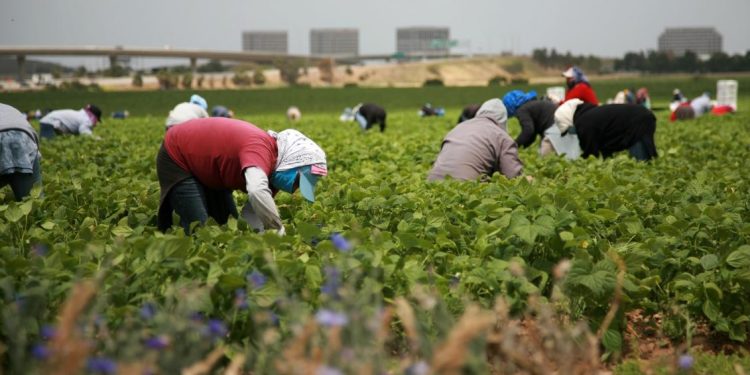 Según datos del Censo USA más de 1,2 millones inmigrantes han dejado la fuerza laboral